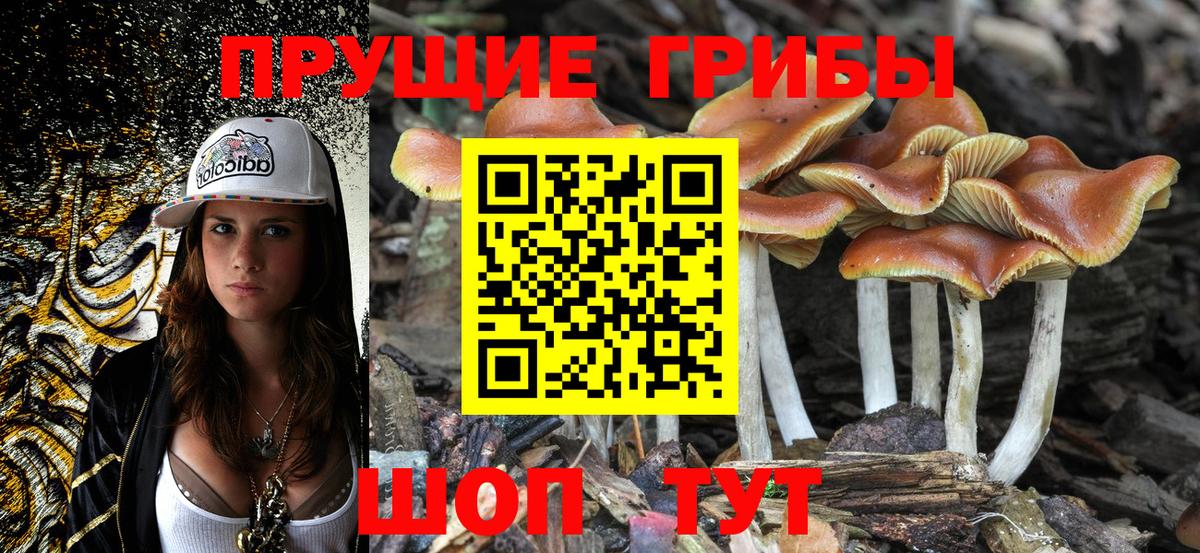 Карачаевск  Галлюциногенные грибы Psilocybine cubensis  Вход с VPN 